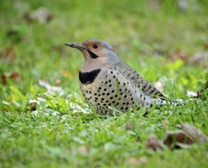 Northern Flicker Woodpecker in Mound, MN.