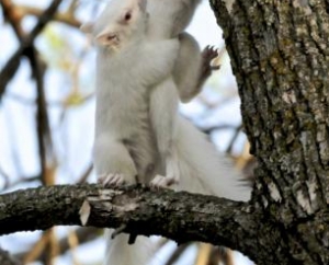 Twin Albino Squirrels in Excelsior, MN.