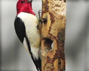 Red Headed Woodpecker in Mound, MN.