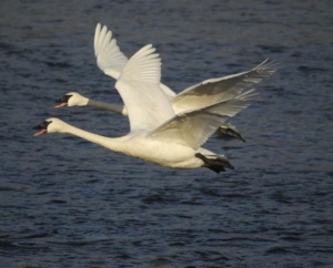 Trumpeter Swans in Monticello, MN