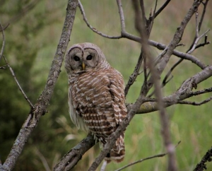 Bard Owl in the wild in Minnetrista, MN.
