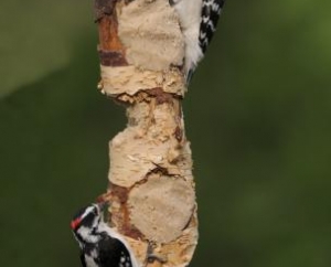 Female Hairy and Male Downy Woodpeckers 