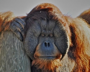 Orangutan at Minnesota Zoo