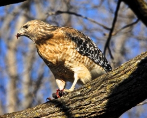 Red Tailed Hawk in Excelsior, MN.