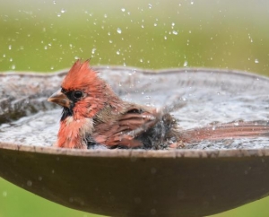 Bathing male Northern Cardinal