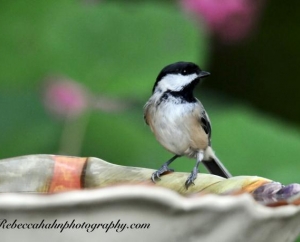 Young Black Capped Chickadee