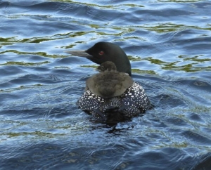 Mom and Baby Loon