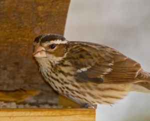 Female Rose breasted Grosbeak