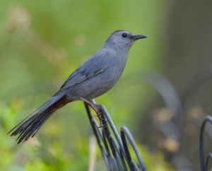Gray Catbird