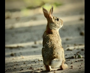 Some Bunny is Watching